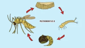 Metamorfosis Nyamuk, Apa saja Fase yang Dilalui?